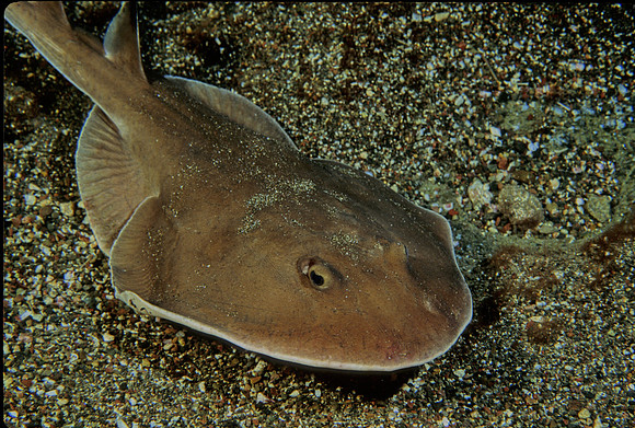 Cortez Electric Ray