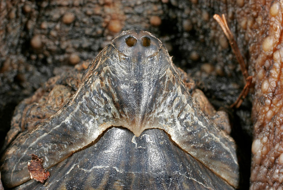 Snapping Turtle - 5