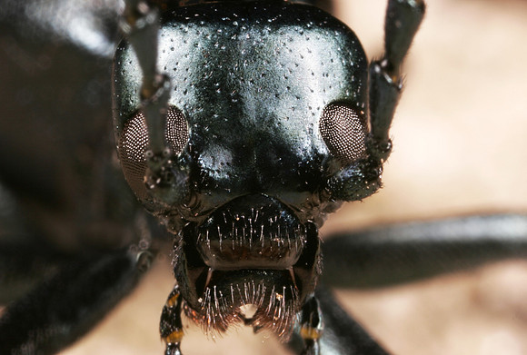 Short-winged Blister Beetle - 4