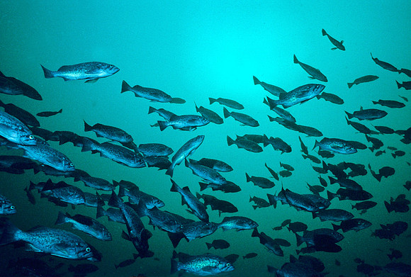 Blue Rockfish - 2