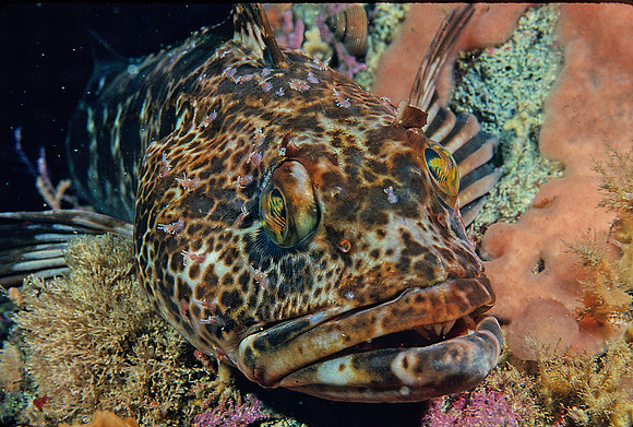 Lingcod - 2