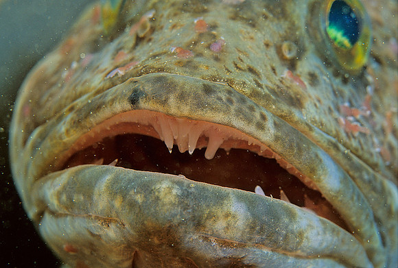 Lingcod - 6