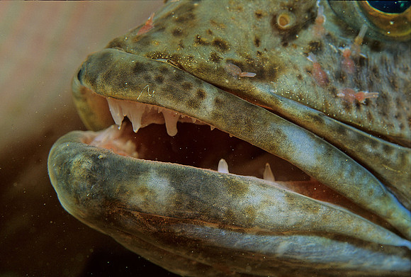 Lingcod - 7