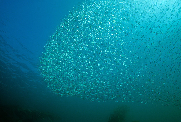 Herring School - 1