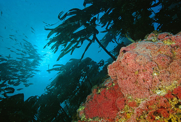Kelp Forest Reef - 3