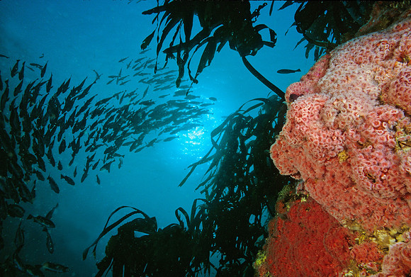 Kelp Forest Reef - 4