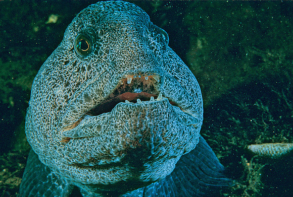 Wolf-eel - 1