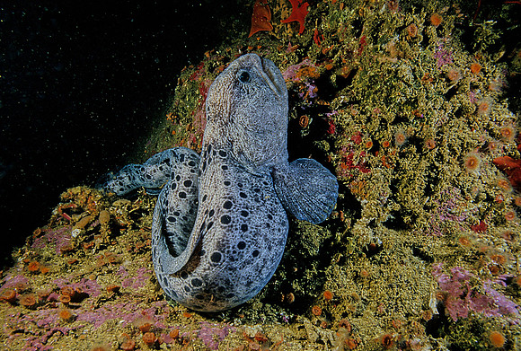 Wolf-eel - 2