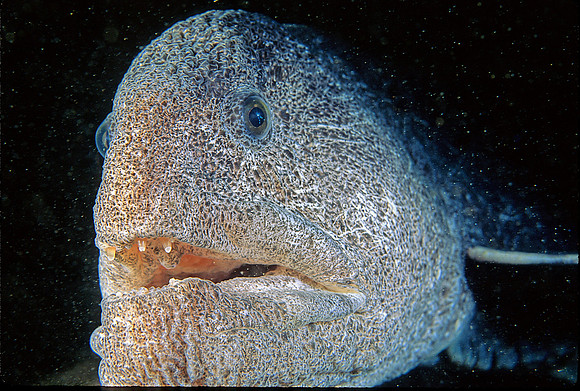 Wolf-eel - 3