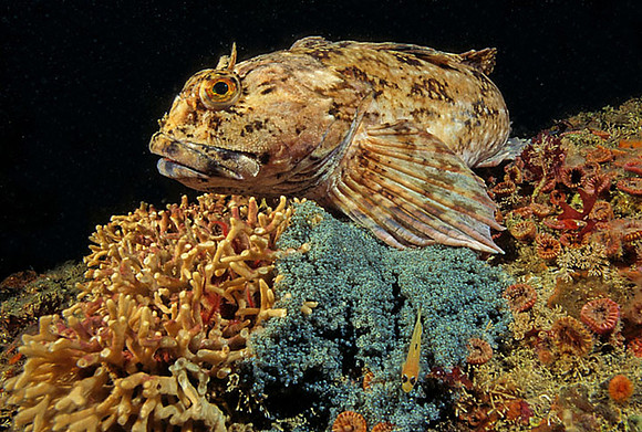 Cabezon Guarding Eggs