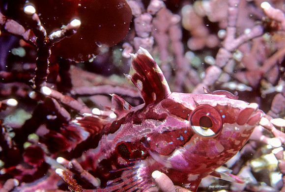 Crevice Kelpfish - 2