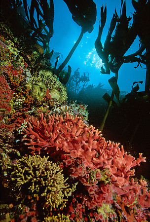 Hydrocoral Wall - 3