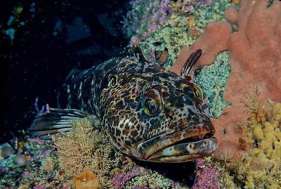 Lingcod - 3