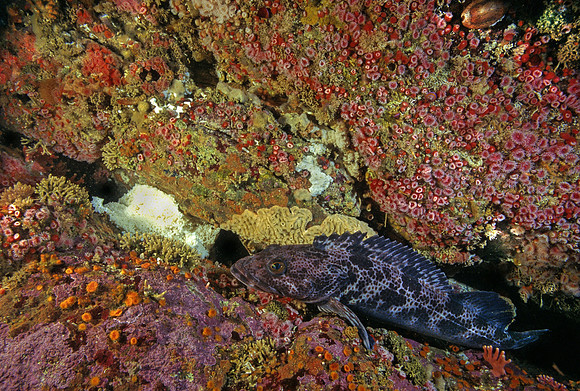 Lingcod Guarding Eggs