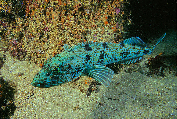 Lingcod - 4