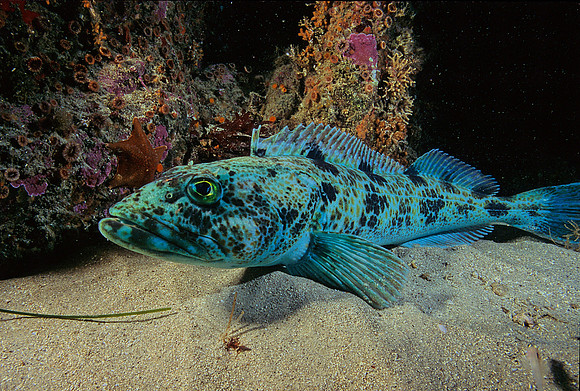 Lingcod - 5