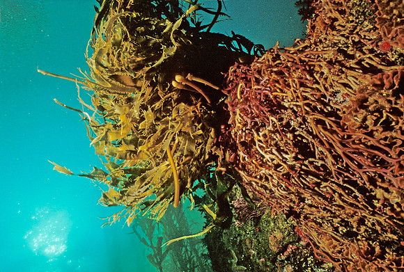 Giant Kelp Holdfast - 1