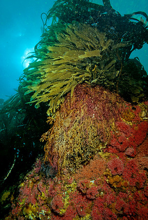 Giant Kelp Holdfast - 2