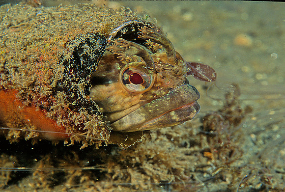 One-spot Fringehead - 2