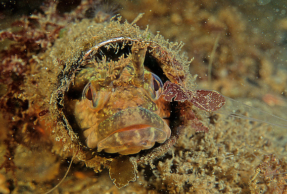One-spot Fringehead - 3