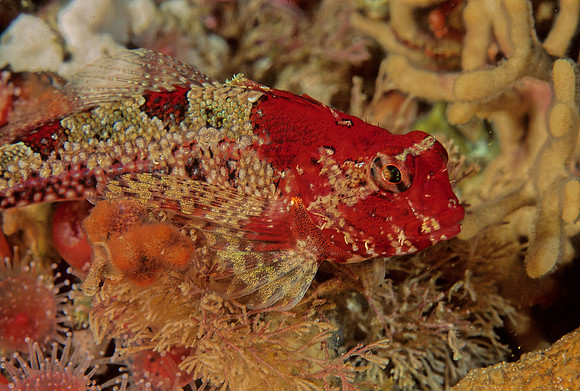 Snubnose Sculpin - 2