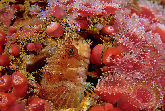 Mosshead Warbonnet - 1