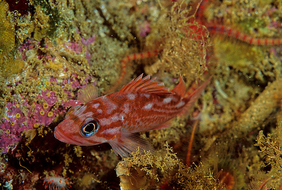 Rosy Rockfish - 1