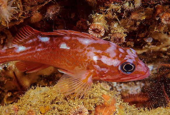 Rosy Rockfish - 2