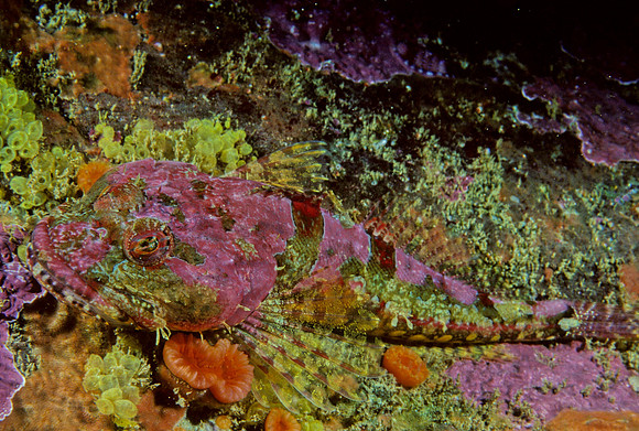 Coralline Sculpin - 2