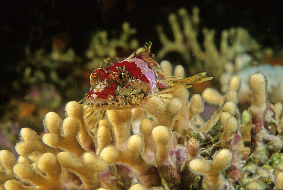 Coralline Sculpin - 3