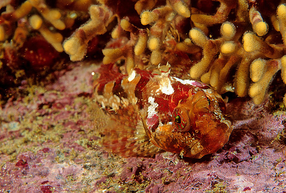 Scalyhead Sculpin