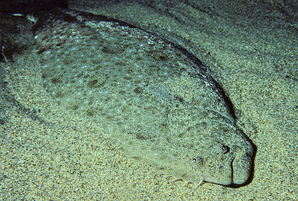 California Halibut