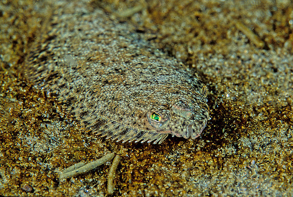 Sanddab - 1
