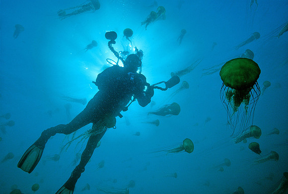 Diver & Sea Nettles - 1