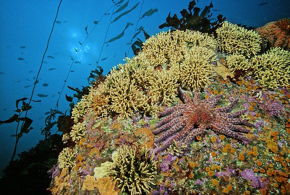 Bryozoans & Sunflower Star
