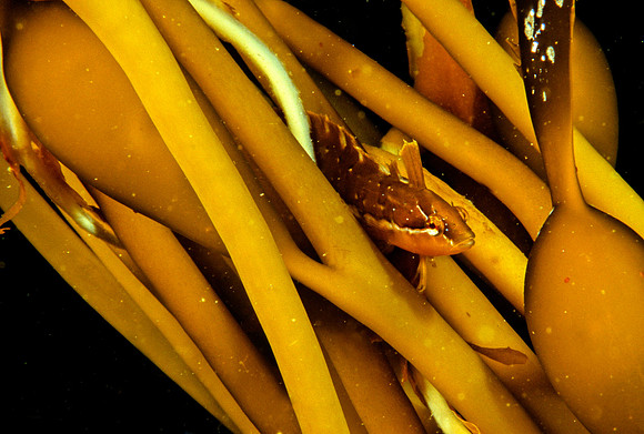 Kelpfish & Kelp