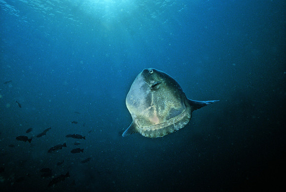 Ocean Sunfish