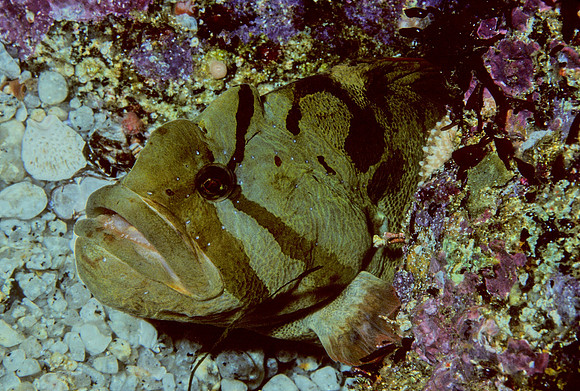 Monkeyface Prickleback - 1