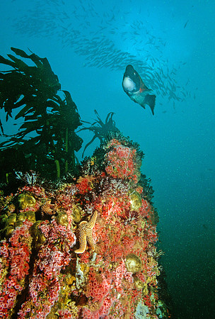 Sheephead & Pinnacle - 2