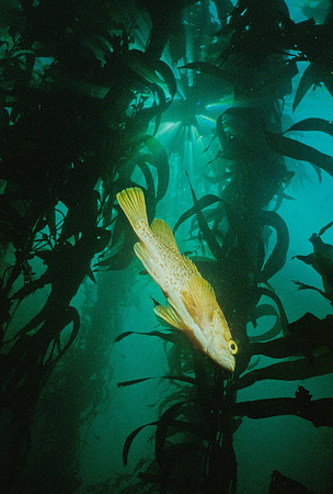 Rockfish in Kelp Forest