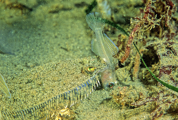 Sanddab & Goby - 2