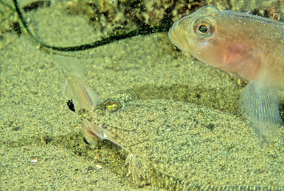 Sanddab & Goby - 1