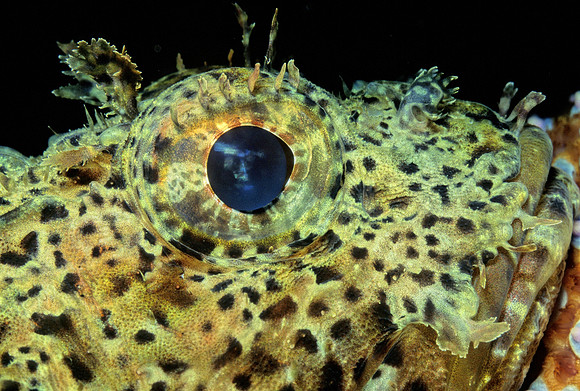 California Scorpionfish