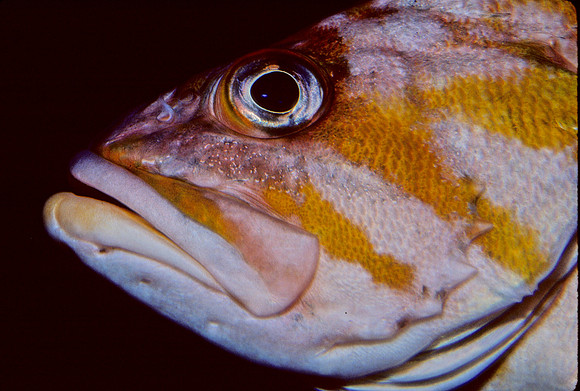 Copper Rockfish
