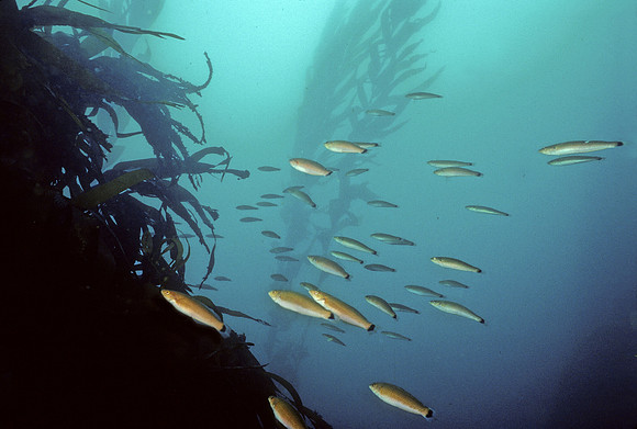 Senorita Wrasses - 2