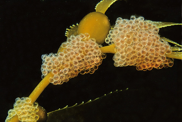Tubesnout Eggs