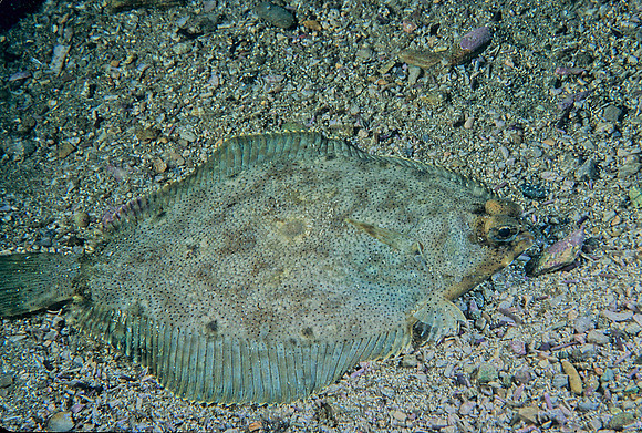 Turbot - 1