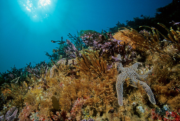 Kelp Forest Reef - 9
