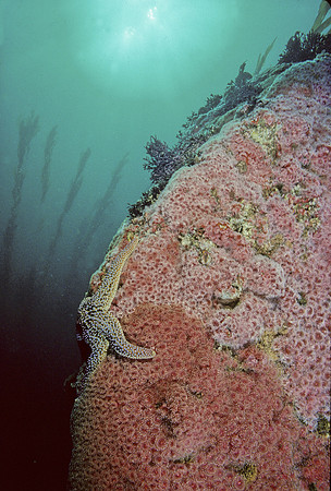 Corynactis Pinnacle - 2