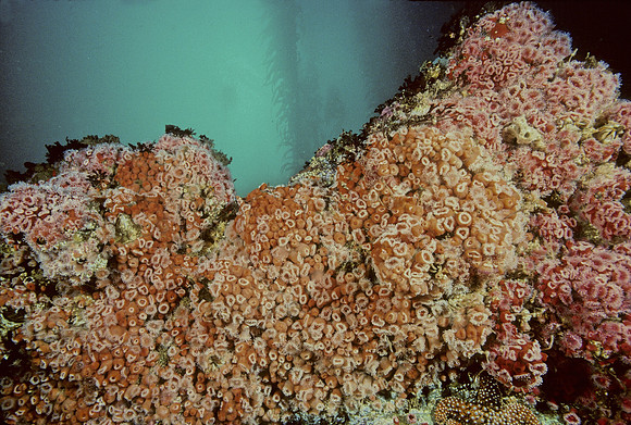 Corynactis Rocky Reef
